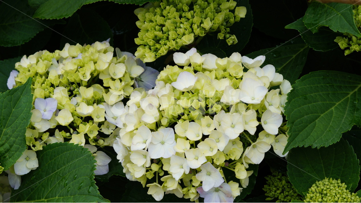 수국,꽃,꽃사진,식물,자연,식물,자연,plants,nature,꽃,flower