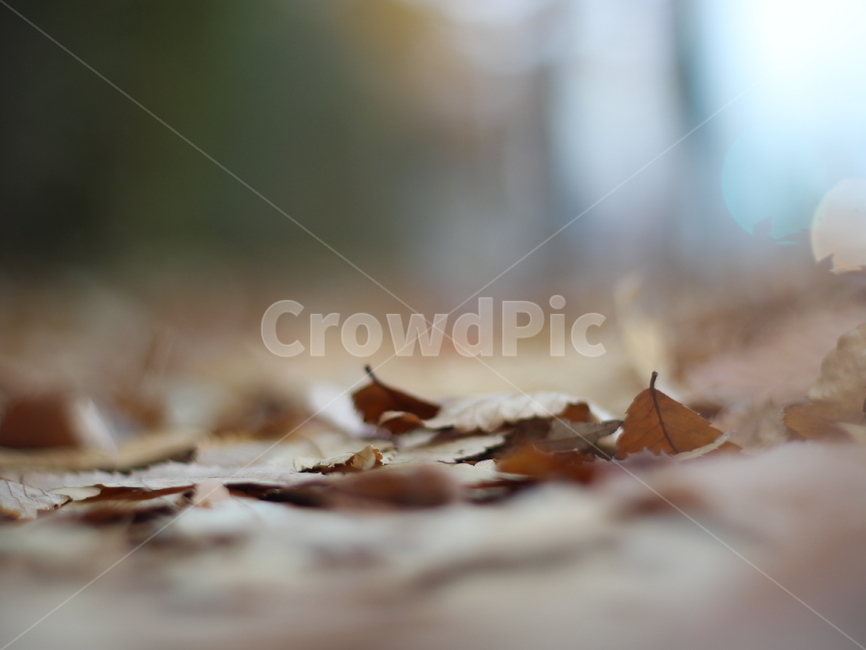가을,낙엽,건조함,잎,갈색,가을풍경,낙엽잎,가을배경,자연,가을,계절,fall,autumn,season,leaf,plant,식물,tree,나무