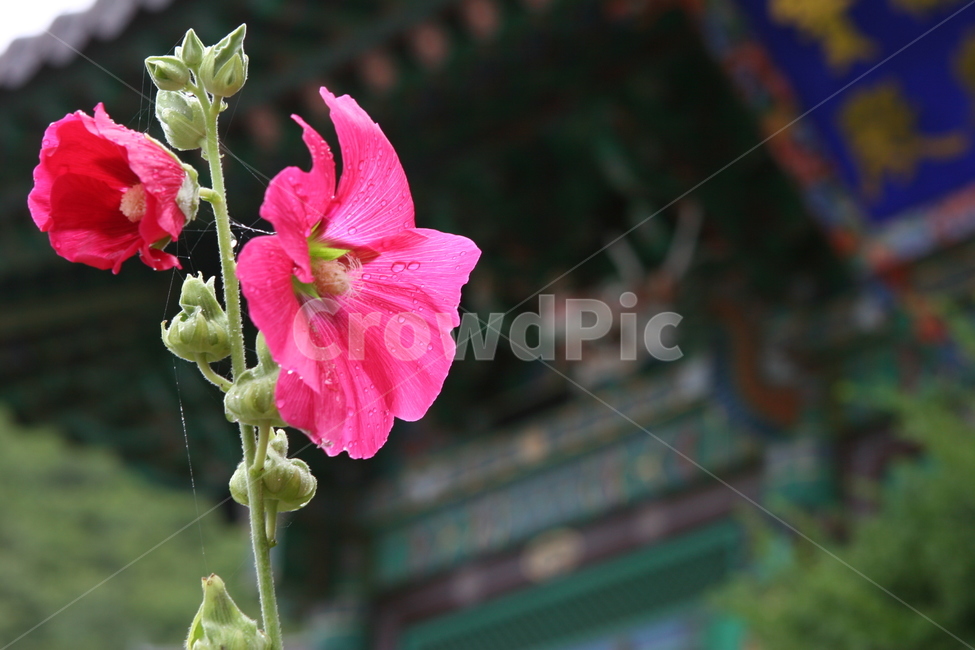 접시꽃,이슬,blossom,geranium,제라늄,flower,꽃,plant,식물,자연,plants,nature,꽃,flower