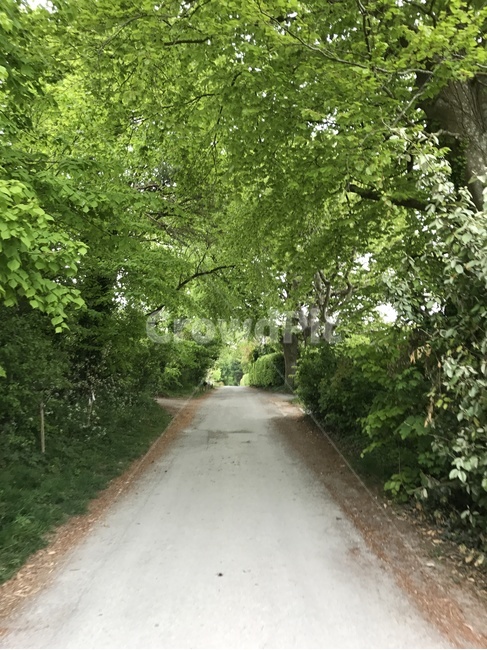 숲길,자연,영국,시골,road,도로,tree,나무,plant,식물,초록색나무,비포장도로,산책로