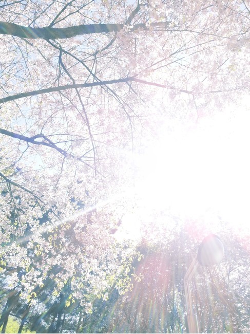 봄,벚꽃,식물,spring,cherryblossom,꽃,flower