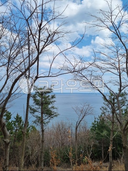 나무,tree,자연,하늘,sky