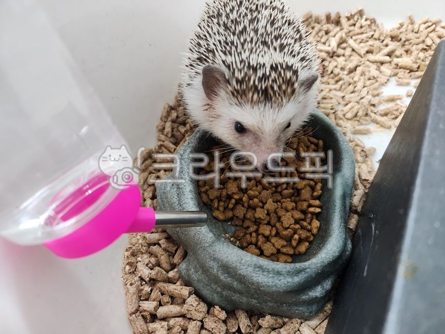 hedgehog,mammal,spiny animal,animal,mammalia,pet