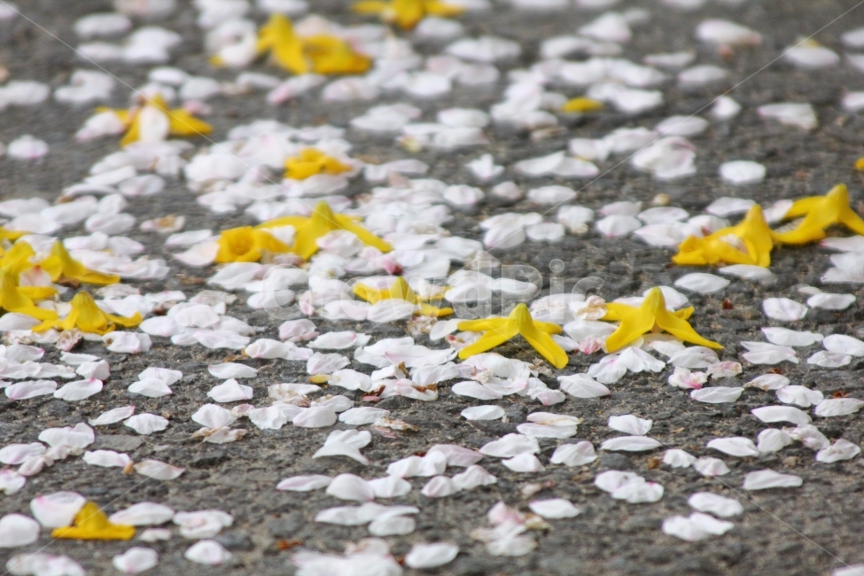 spring,forsythia,Cherry Blossom,daily,spring snow,Emotion,flower