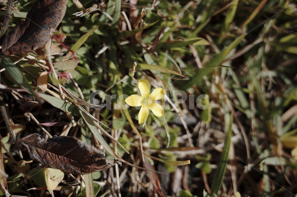 꽃,flower,color,색,들꽃,yellow,plant,식물,노란,노랑,노란꽃,blossom,식물,자연,plants,nature,꽃,flower