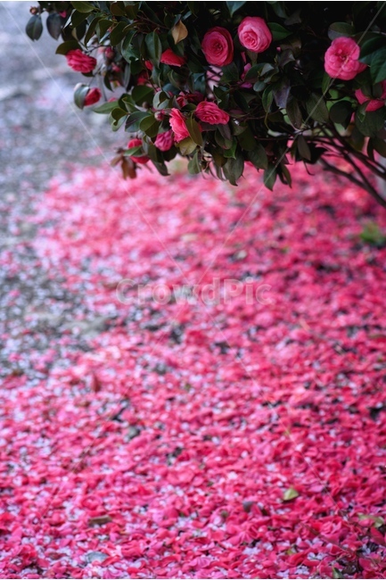 자연,꽃,핑크,봄,동백,식물,자연,plants,nature,꽃,flower,색깔,색상,색채,색감,color sense,color sensitivity,feeling of color