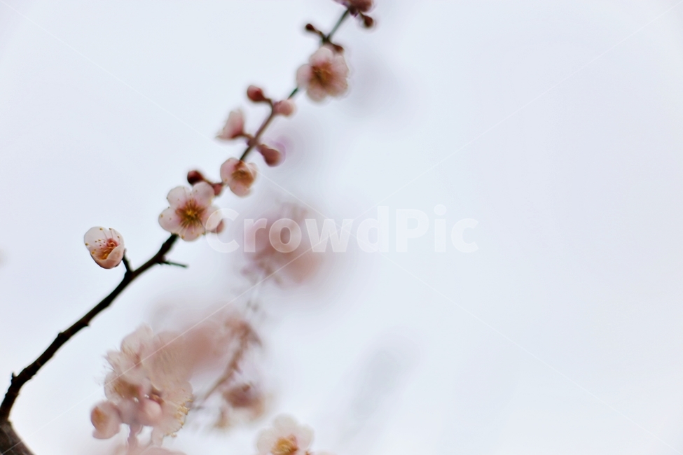 하동,hadong,매화,매화축제,매화꽃,꽃,flower,봄,계절,spring,season,식물,자연,plants,nature,꽃,flower,감성,sensible,feeling,plant