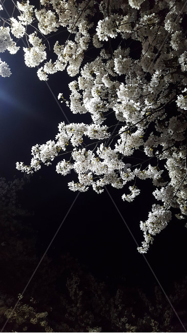 벚꽃,나무,야경,저녁,가로등,식물,자연,plants,nature,꽃,flower