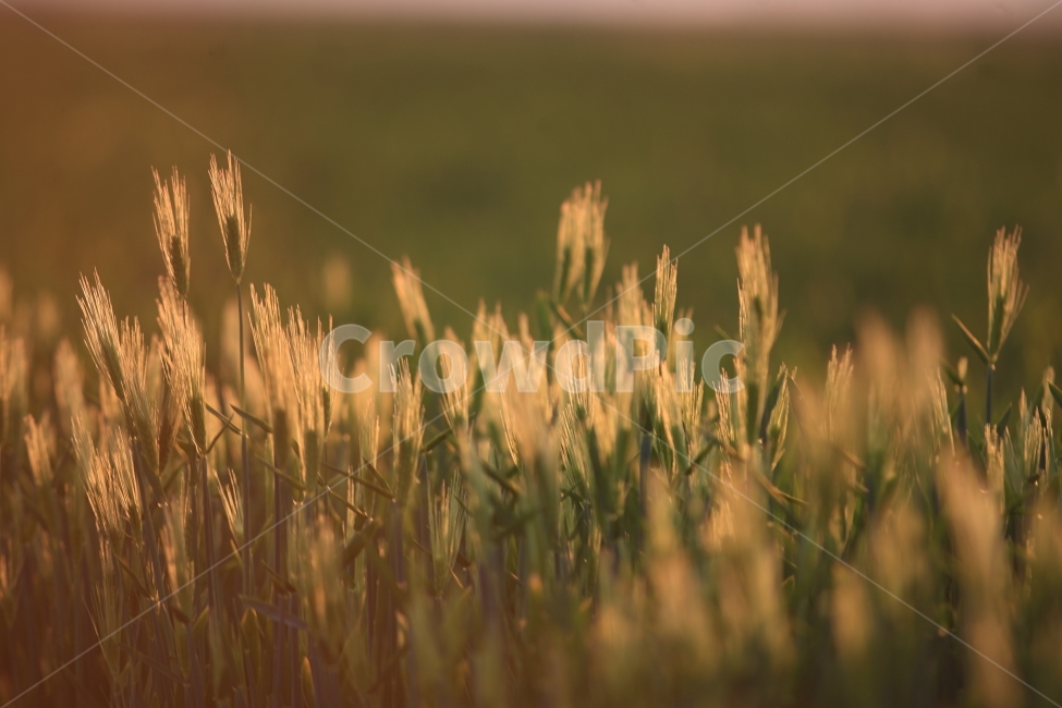 봄,자연,식물,청보리,보리,풍경,식물,자연,plants,nature,감성,sensible,feeling