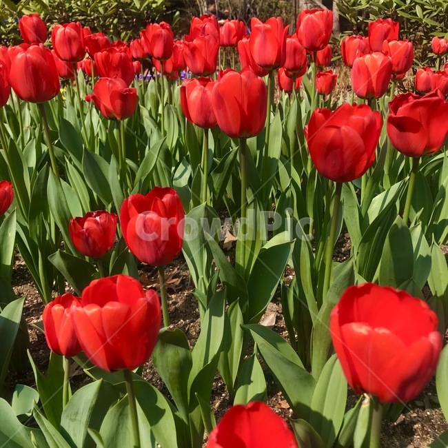 plant,blossom,꽃,flower,튤립,tulip,식물,red,빨간,여름