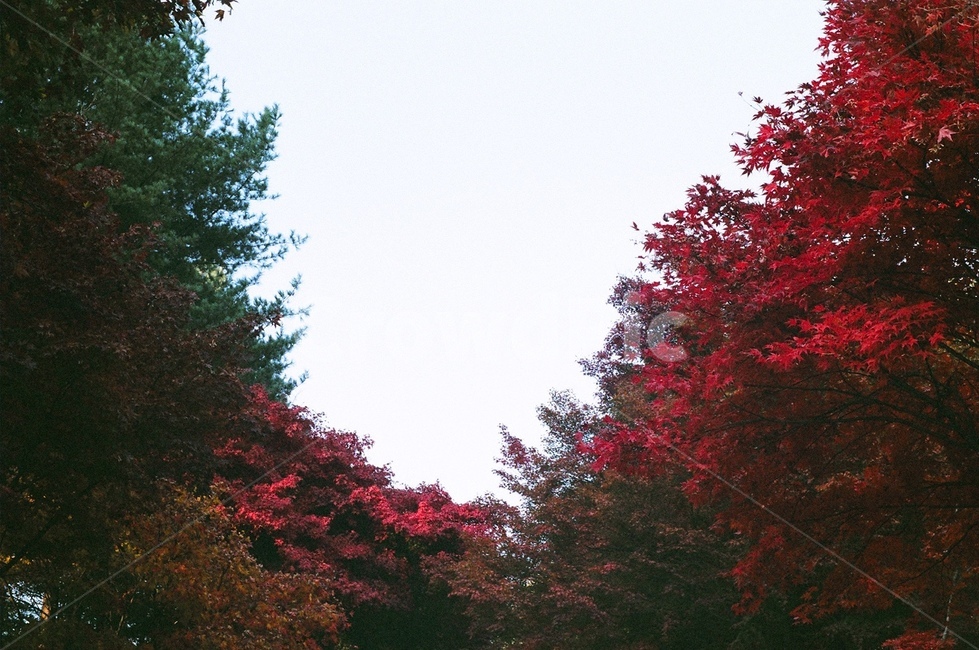 tree,나무,plant,식물,maple,단풍,leaf,잎,가을,계절,fall,autumn,season