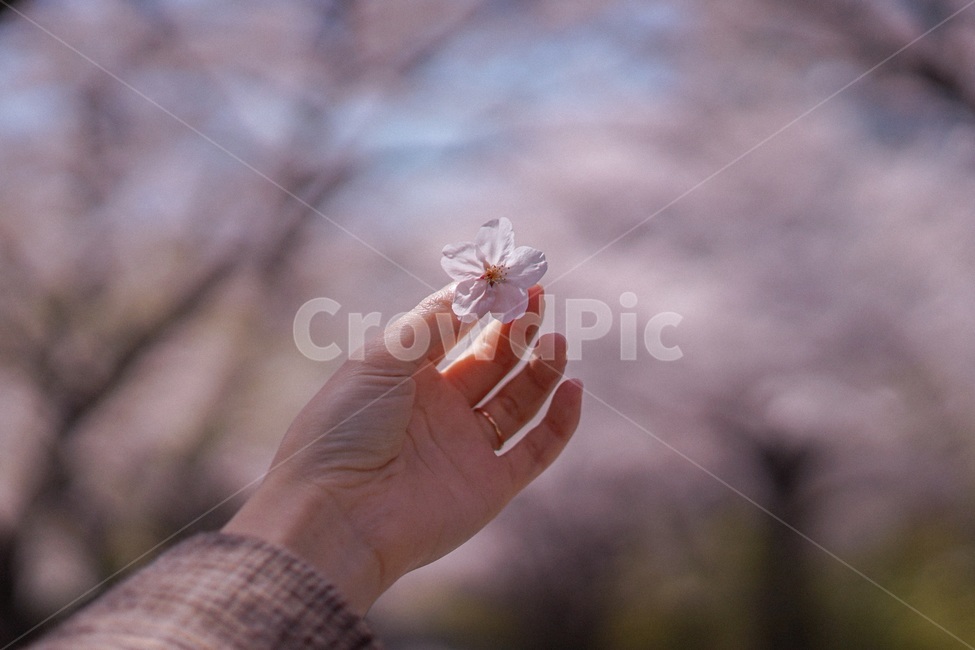 벚꽃,봄,spring,꽃,사쿠라,꽃잎,봄,계절,spring,season,식물,자연,plants,nature,꽃,flower,신체일부,몸,body
