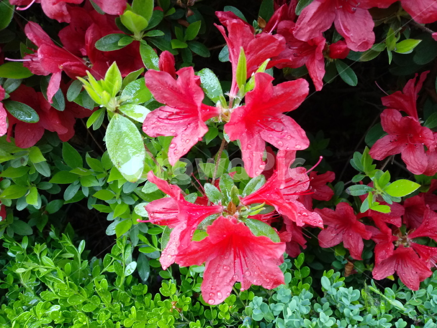 철쭉,smilerosebay,진달래과,식물,봄꽃,개꽃나무,springseasonflower,척촉화,낙엽관목,관상용