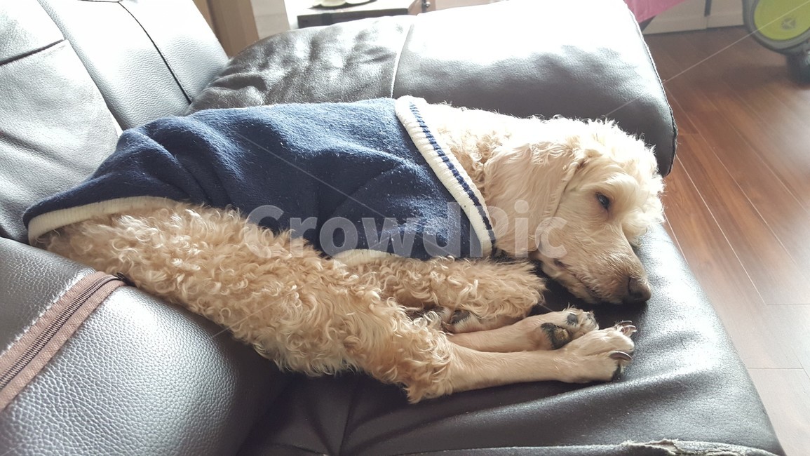 강아지,개,애완동물,애완견,dog,puppy,peaceful,검정소파,스트레칭,낮잠,햇빛,조광,휴일,휴식,강아지옷,발바닥,개발바닥,푸들,가죽소파