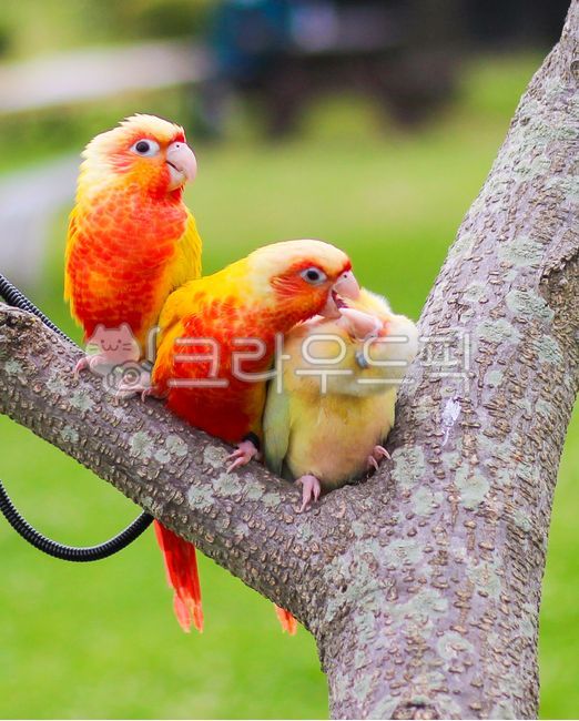 새,동물,앵무새,잉꼬,부리,beak,parrot,animal,bird,parakeet