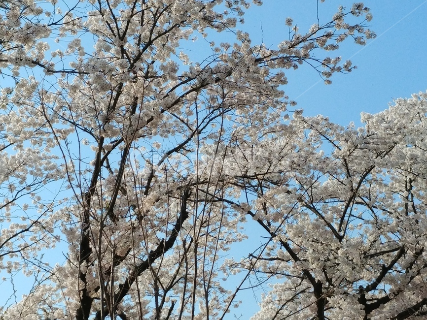봄,하늘,배경,벚꽃,나무