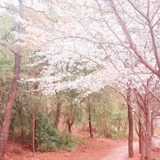 벚꽃,나무,tree,길,load,숲길,핑크,pink