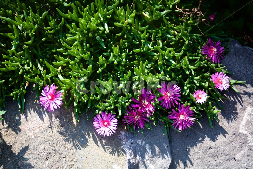 들꽃,다육,분홍꽃,돌,식물,초록,pink,green,식물,자연,plants,nature,꽃,flower