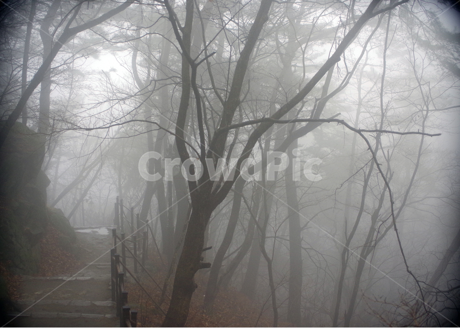 안개,fog,숲길,안개이미지,foggy,자연,풍경,nature,landscape,weather,날씨,outdoors,옥외,mist