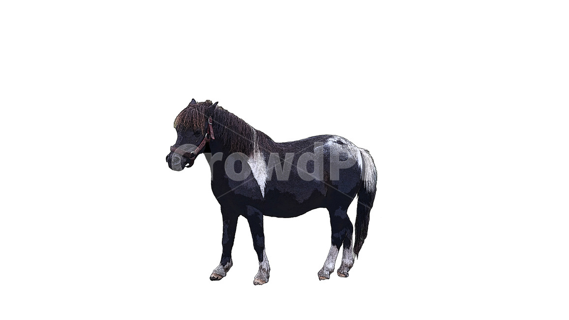 말,조랑말,동물,초식동물,그림,도안,스케치,동물,animal,포유류,mammal,누끼,remove background
