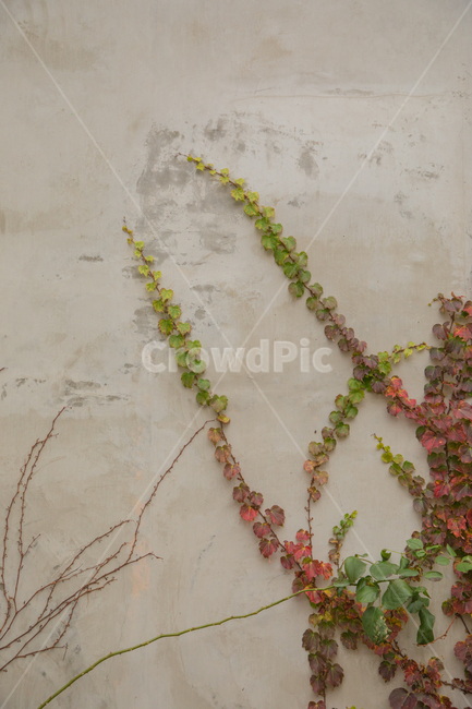 벽,덩굴,풀,잎파리,식물,plant,벽타기,자연물,식물,자연,plants,nature