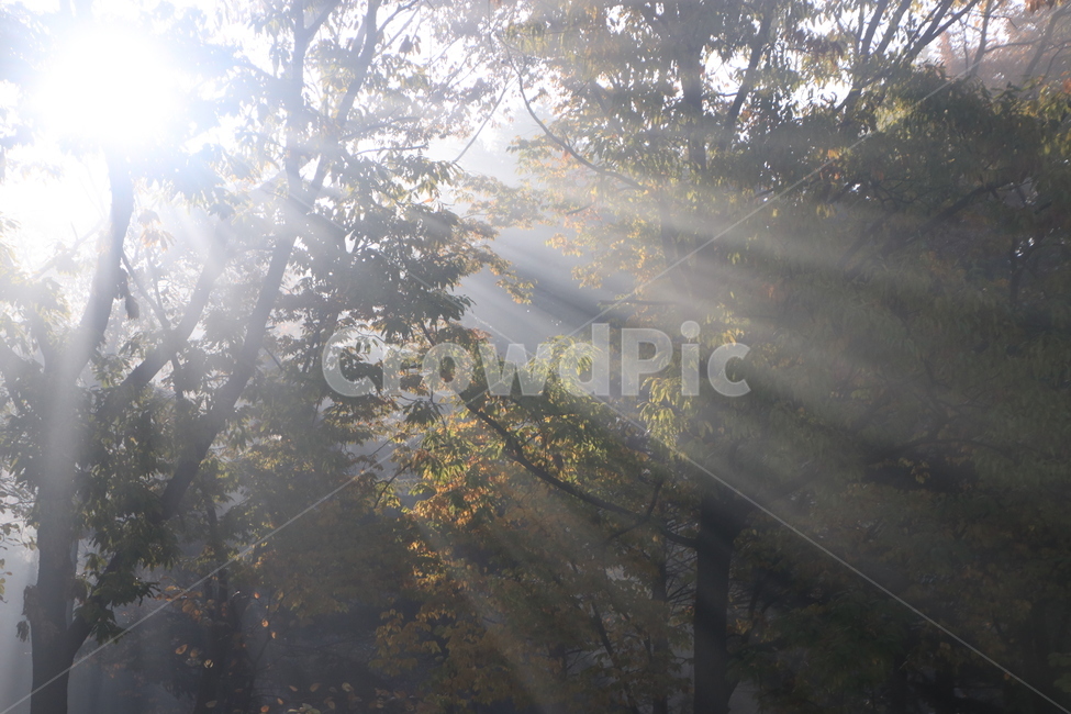 햇빛,플레어,sunlight,빛내림,light,날씨,nature,빛,weather,자연,자연,풍경,nature,landscape