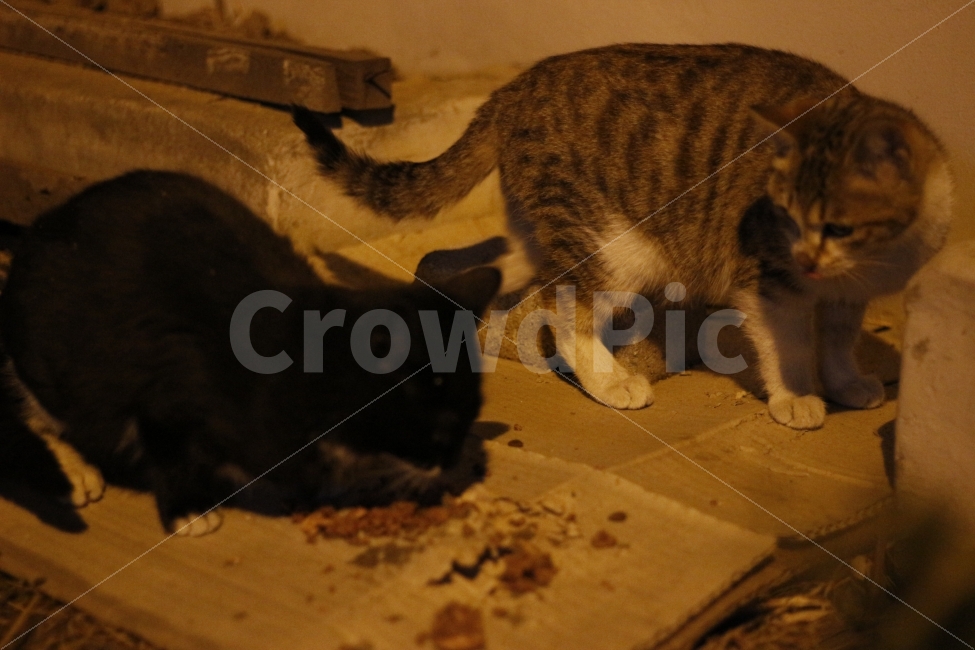 고양이,반려동물,유기묘,길냥이,애완동물,cat,pet,kitten,아기고양이,코숏,코리안숏헤어,동물,animal,캣맘,캣대디,동물,animal,고양이,cat,kitten,kitty,포유류,mammal