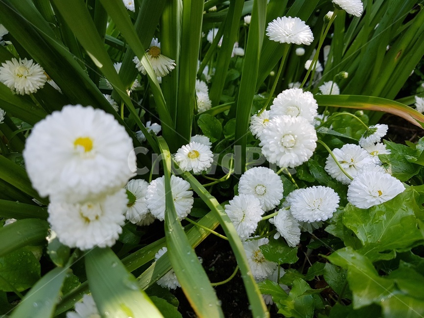 숲속,나무,가든,정원,꽃,봄,여름,식물,자연,plants,nature,꽃,flower