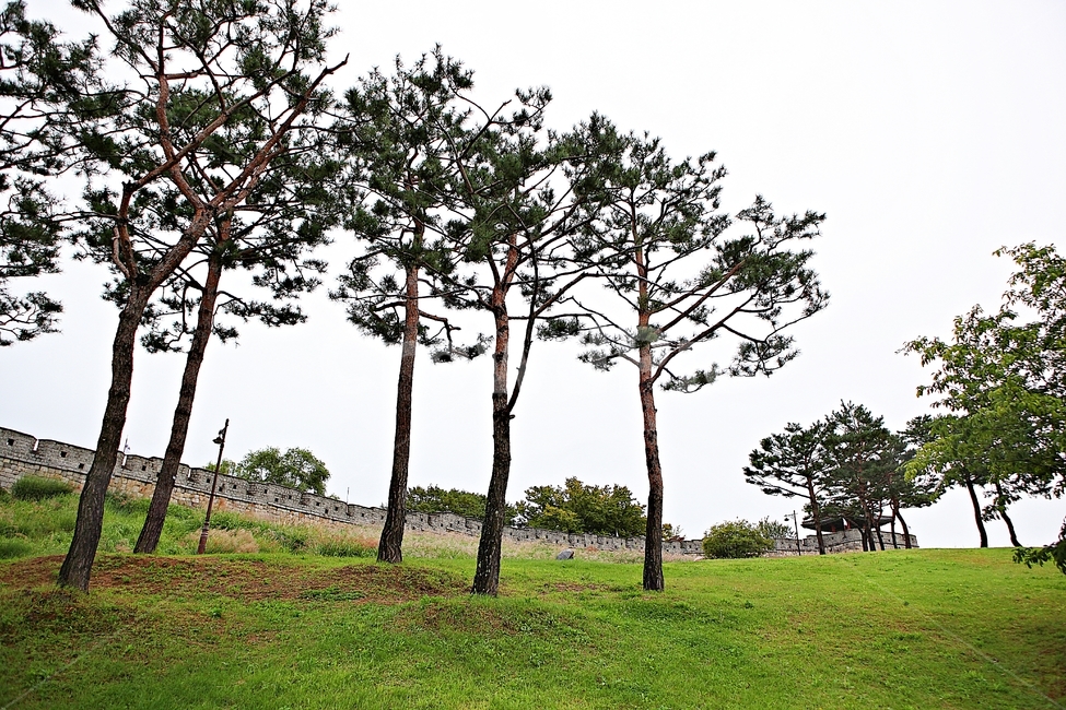 수원화성,성,성곽,길,둘레길,자연,풍경,벽,방어벽,담,돌담,가을,전통,흙담,한국전통,한국문화,korean traditional,korean culture