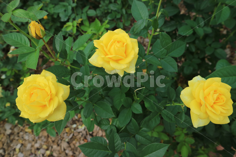 blossom,flower,꽃,rose,장미,plant,식물,노란장미,노란꽃,식물,자연,plants,nature,꽃,flower