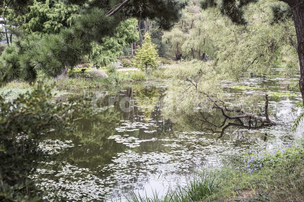 습지,늪지,정원,가든,pond,swamp,wetland,marsh,bog,나무,tree,수생식물,garden,자연,풍경,nature,landscape,land,땅,outdoors,옥외,water,물