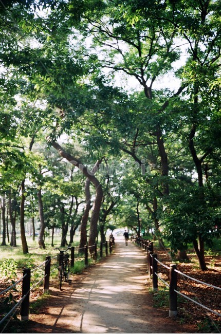 도서관,황성공원,여름,필름카메라,니콘fm2,자연,풍경,nature,landscape,garden,정원,outdoors,옥외,arbour,정자