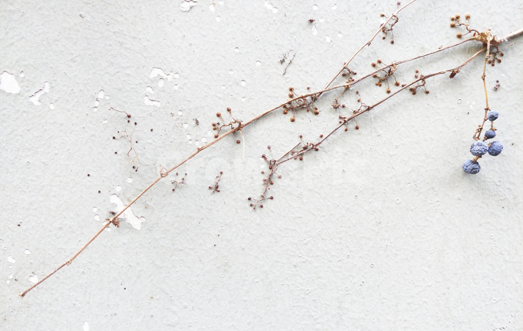 벽,배경,background,grey,시멘트,회색,잎,식물,낡은,vintage,마른,dry,wall