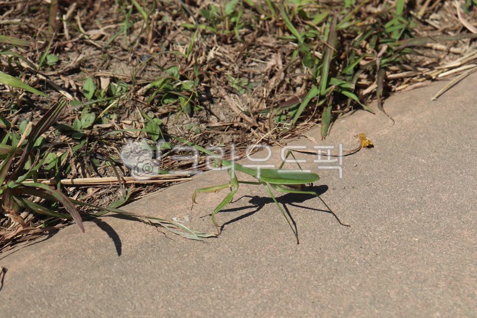 macro,green,nature,evolution,mantis,summer,environment,insect,summer insects,wild