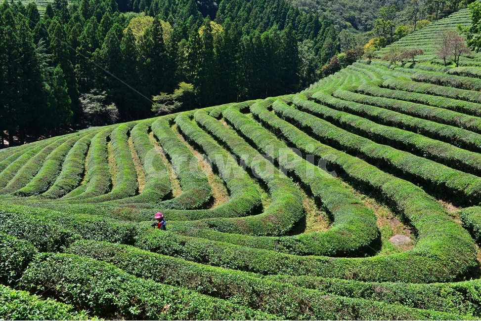 plant,식물,nature,자연,outdoors,옥외,경치,경관,풍경,보성,대한다원,다원,녹차밭,차밭,녹차,녹차잎,패턴,자연,풍경,nature,landscape