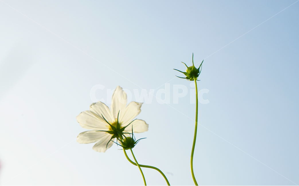 코스모스,꽃,식물,가을,자연,식물,자연,plants,nature,꽃,flower