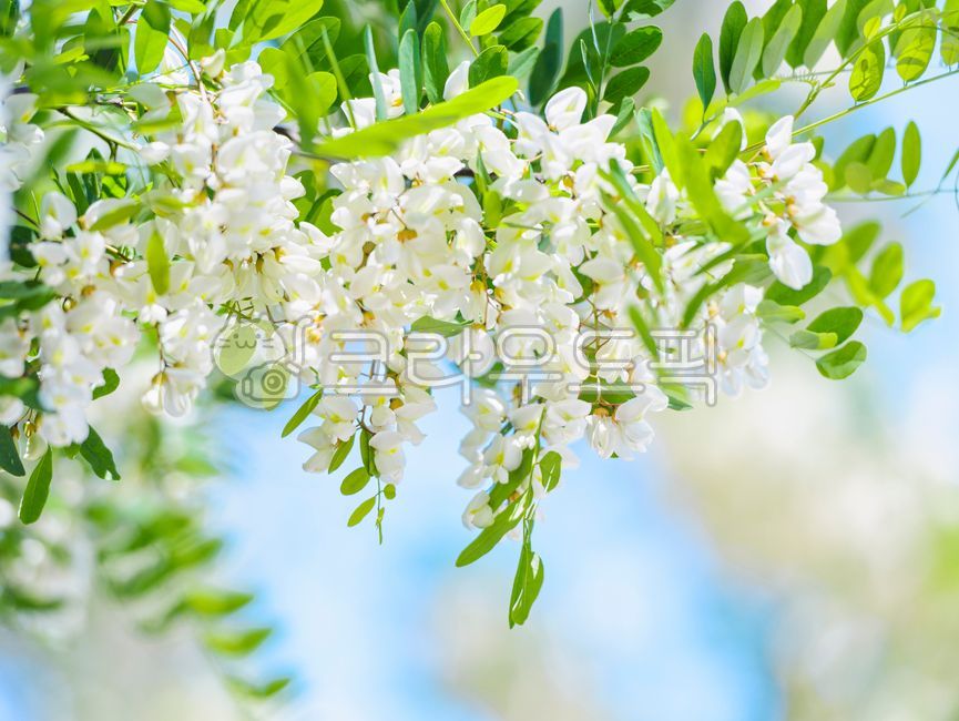 아카시아,아카시아꽃,꽃,흰색,봄,개화,클로즈업,계절,꽃잎,양봉,잎,하늘,나무,나뭇가지,줄기,자연,옥외,초록색,식물,plant,꽃,flower