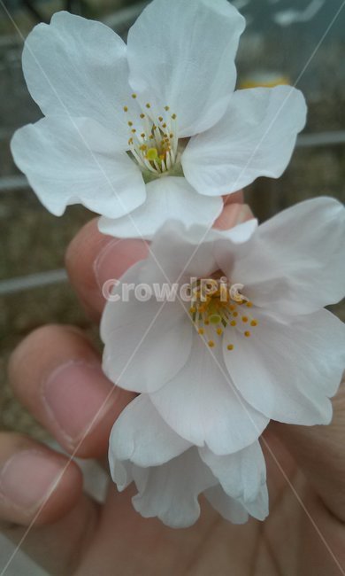 벚꽃,식물,봄꽃,봄,자연,사쿠라,cherryblossom,plants,flower,blossom,nature,spring,계절,season,사람,인물,인간,human,person,신체일부,몸,body,손,hand,감성,sensible,feeling,손가락,finger