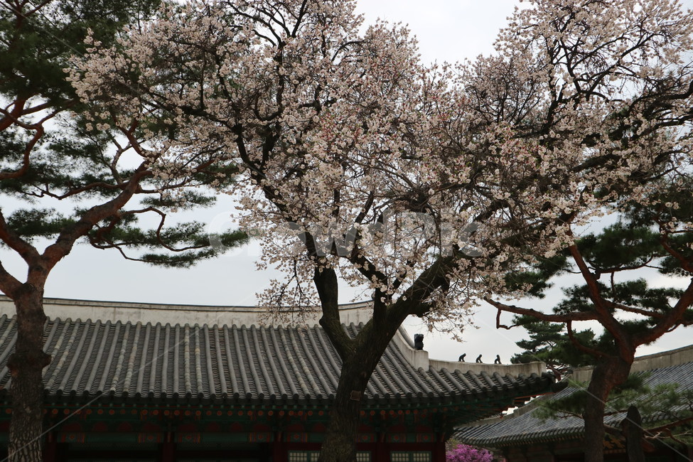 창경궁,봄,꽃,벚꽃,풍경,궁궐,전통,봄,계절,spring,season,한국전통,한국문화,korean traditional,korean culture,식물,자연,plants,nature,나무,trees,wood