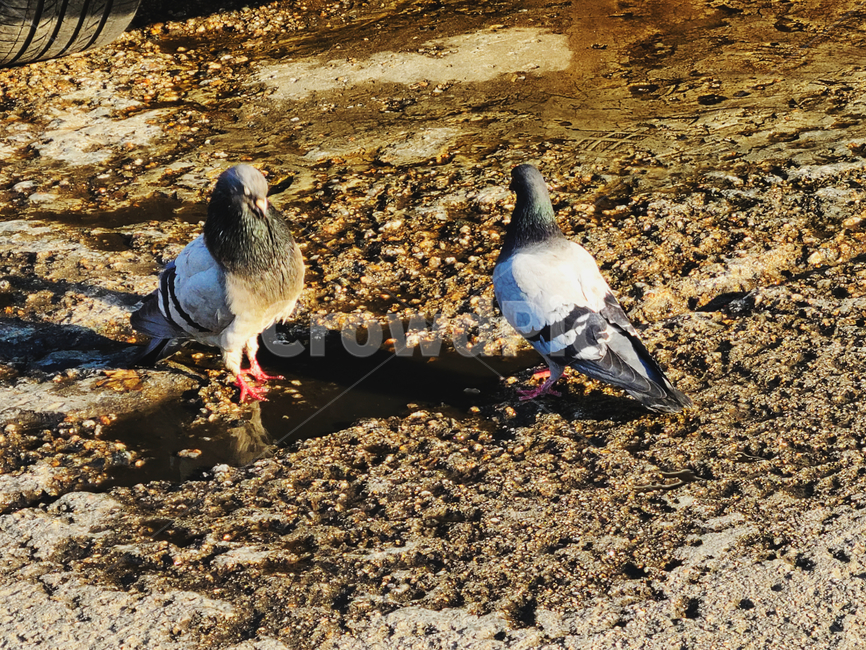 bird,animal,동물,새,비둘기,동물,animal,조류,새,birds