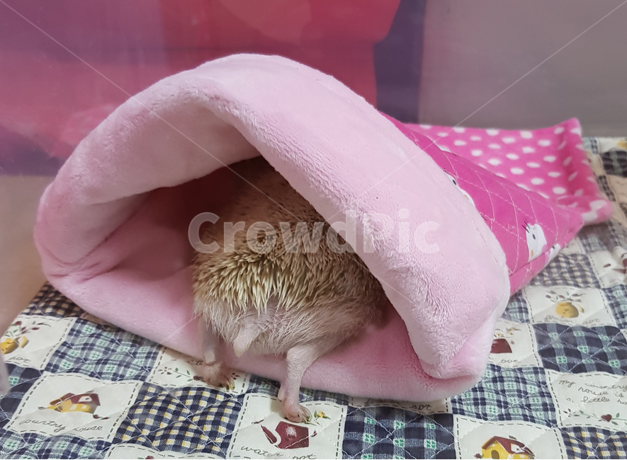 고슴도치,반려동물,뒷모습,도치,꼬리