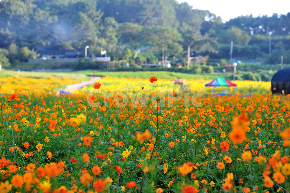 가을,아침,풍경,자연,들판,자연,풍경,nature,landscape,식물,plants,꽃,flower,field,들,grassland,목초지,outdoors,옥외