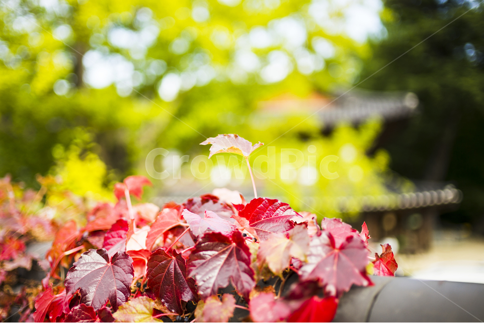 꽃,봄,컬러,초록,적색,가을,계절,fall,autumn,season,식물,자연,plants,nature,leaf,잎,plant