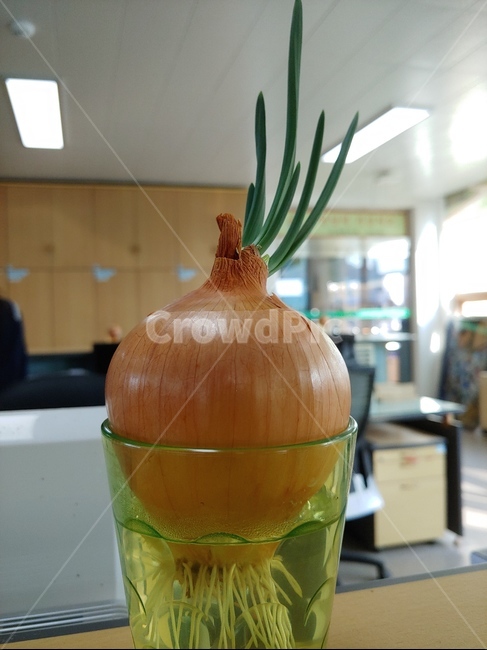 양파,컵,물,키우기,식물,자연,천연,식물,자연,plants,nature