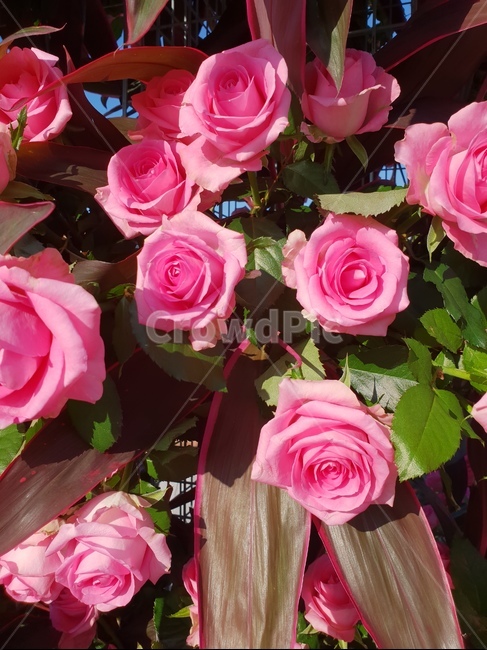 plant,꽃,장미,blossom,flower,식물,자연,plants,nature,꽃,flower