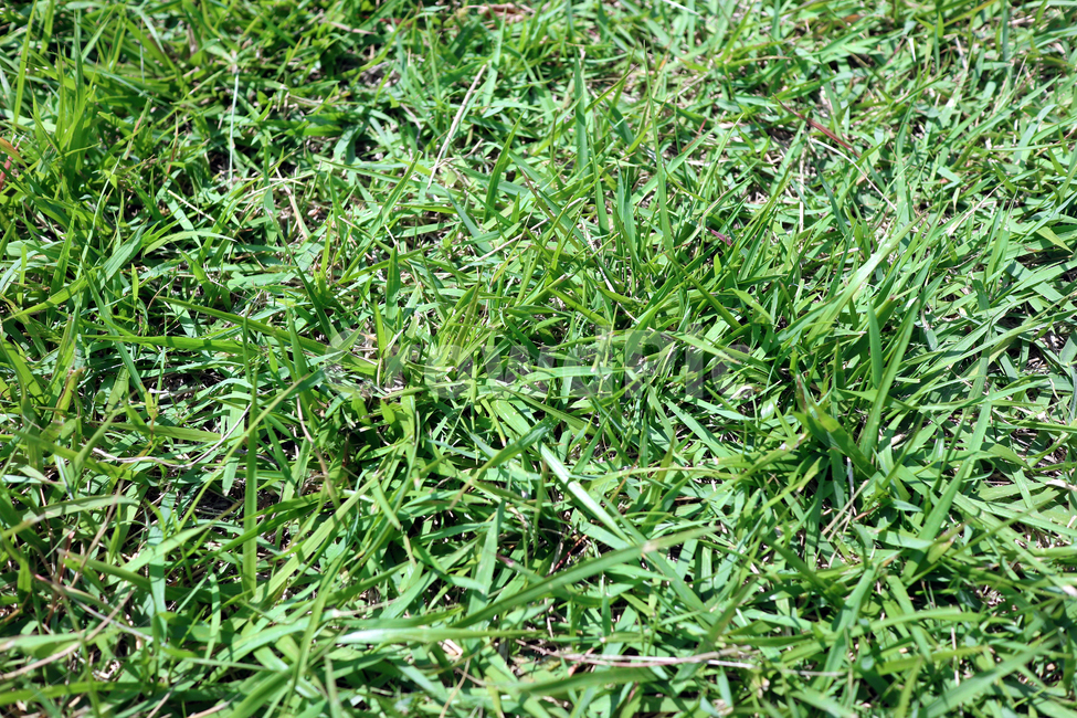 잔디,녹색,자연,잔디밭,grass,식물,자연,plants,nature