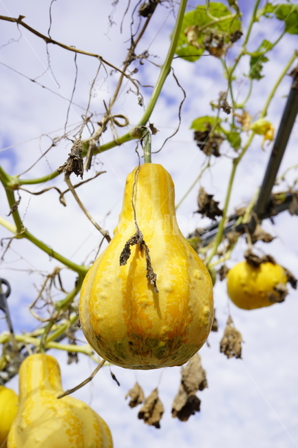박,식물,덩굴,노란색,gourd,yellow,plants,식물,자연,plants,nature,과일,열매,fruit