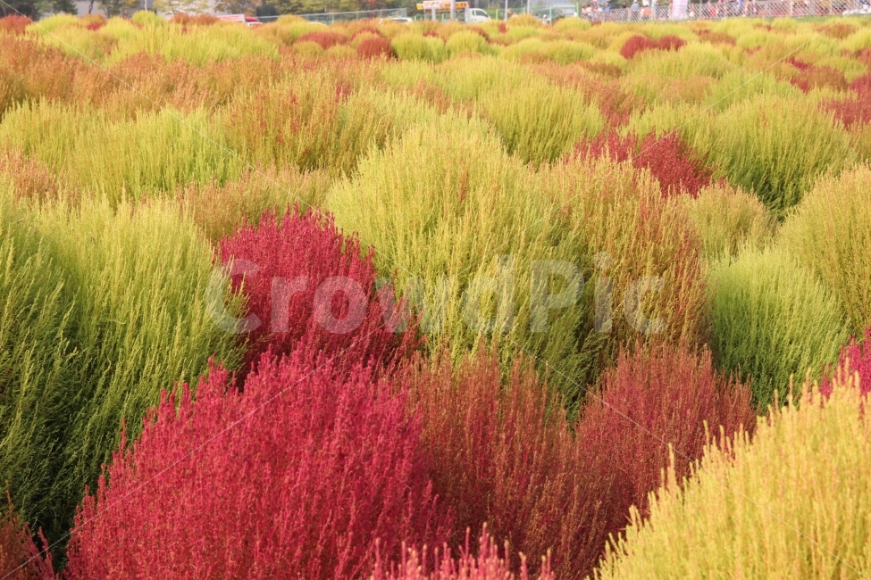 꽃,꽃밭,가을,알록달록,비비드,자연,풍경,nature,landscape,plant,식물