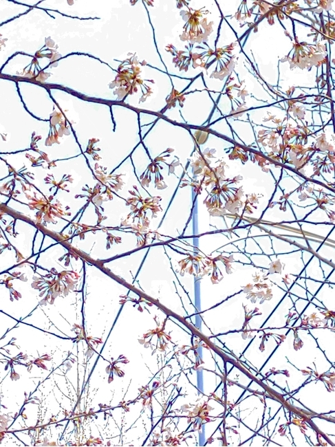 벚꽃,cherryblossom,plant,식물,flower,꽃,blossom
