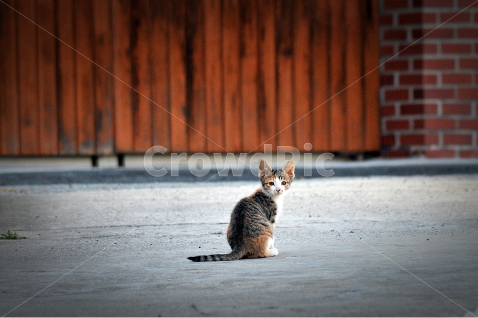 고양이,길고양이,행복,시골,여행,동물,animal,포유류,mammal,고양이,cat,kitten,kitty